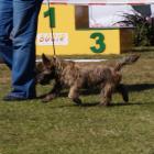 c.kimo_grandiflora_polkrza_best_minor_puppy in breed.jpg